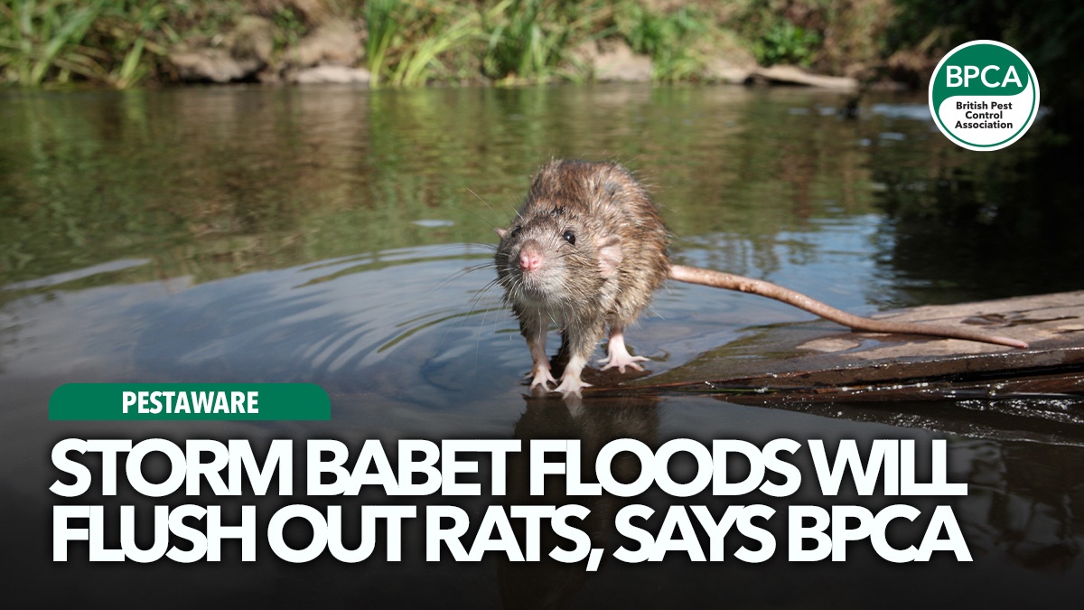 storm-babet-floods-flush-out-rats-bpca-hero storm-babet-floods-flush-out-rats-bpca-hero